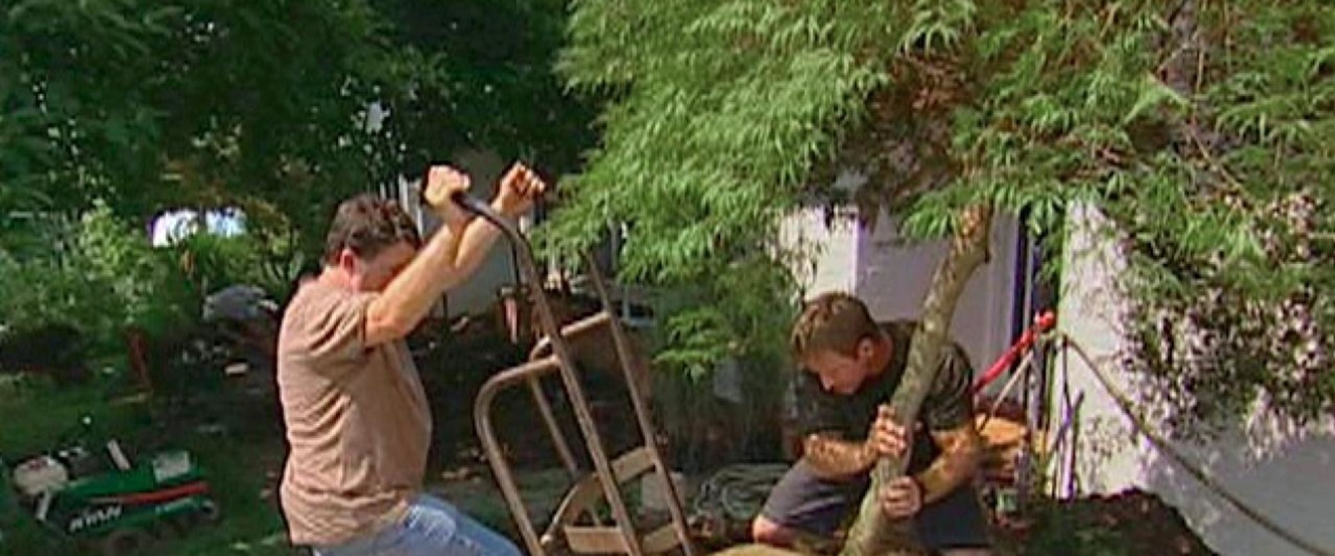 Moving Trees How to Transplant Mature Trees and Shrubs