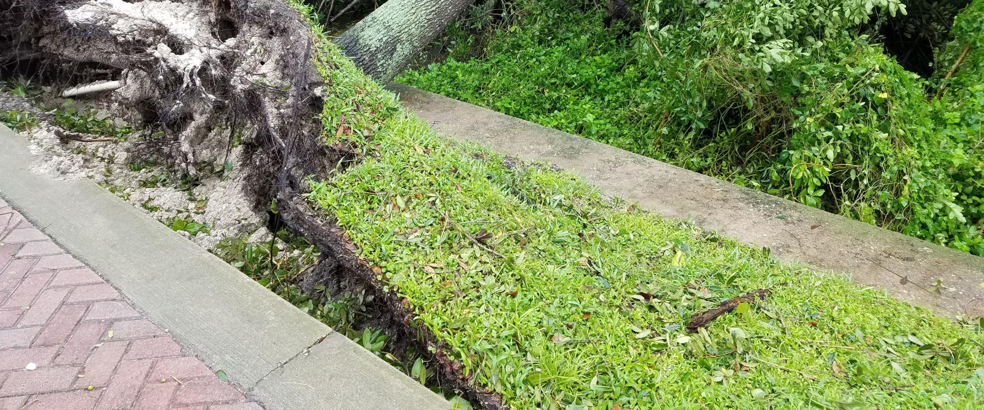 Uprooting and Replanting Trees A StepbyStep Guide