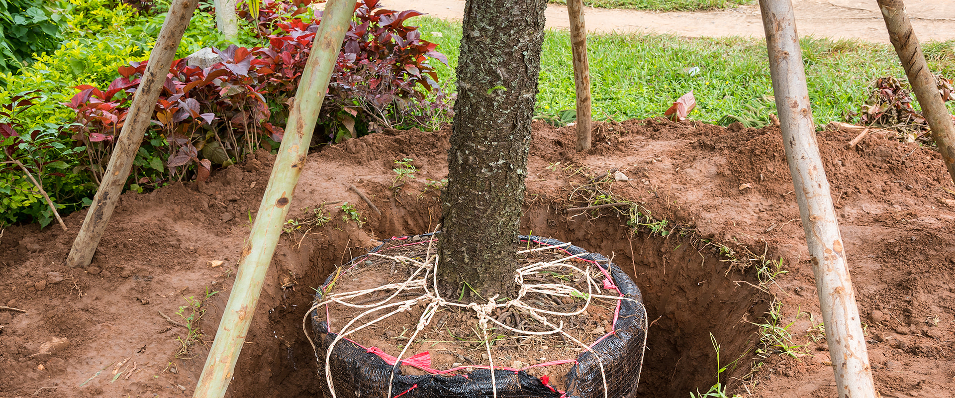 How Much Does It Cost to Move a Tree with a Tree Shovel?