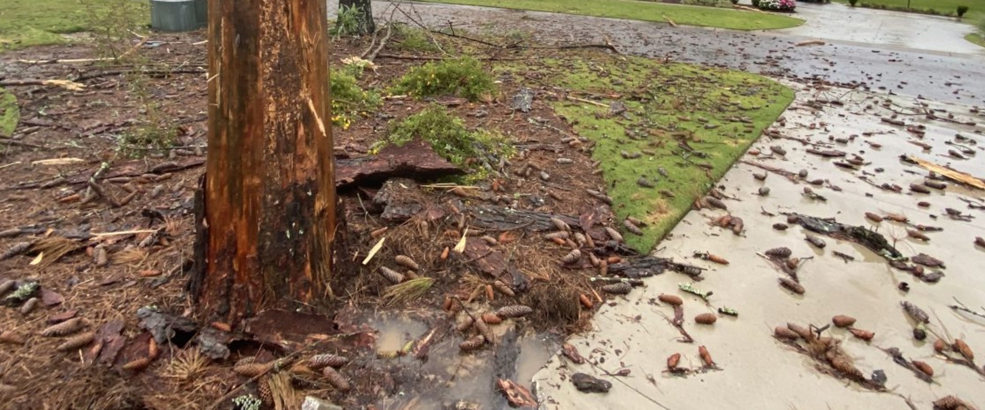 The Art Of Tree Relocation: Why Professional Tree Removal And ...