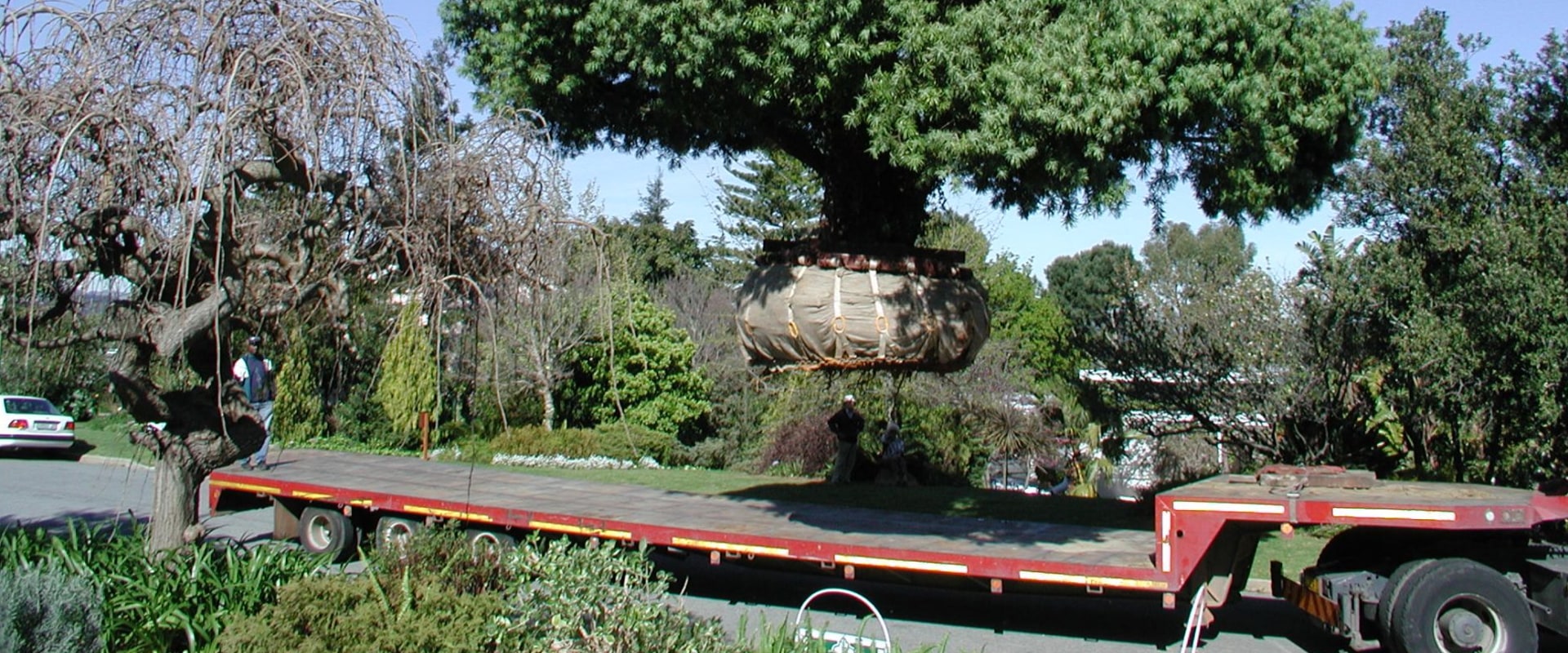 What Size Tree Can Be Transplanted Safely?