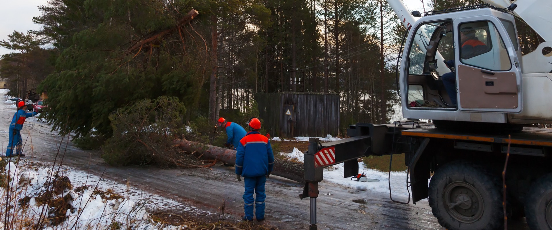 How To Prepare For A Successful Tree Relocation Or Removal In Petal, MS