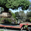 Transplanting a Full-Size Tree: What You Need to Know