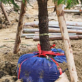 How Long Does it Take for a Tree to Recover from Transplant Shock?