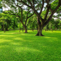 Why Should Tree Relocation Companies Partner With Cutting Grass Service Providers For A Tree Relocation Project In Northern Virginia?