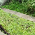 Uprooting and Replanting Trees: A Step-by-Step Guide