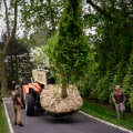 Relocating a Big Tree: Strategies, Patience, and Experience