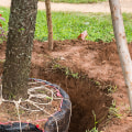 How Much Does It Cost to Move a Tree with a Tree Shovel?