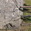 Uprooting and Transplanting Trees: A Step-by-Step Guide