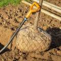 How Much Does it Cost to Relocate a Tree?