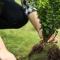 How to Safely Transplant a Tree or Shrub