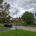 Four Mile Fork Arborists: Your Tree's Best Friend
