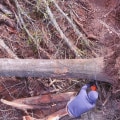 Expert Tree Removal Services In Groveland, MA: Including Tree Relocation Options
