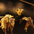 How Long Does a Tree Take to Recover from Transplant Shock?