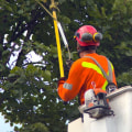 Tree Removal, Tree Trimming, And Tree Relocation In Durham, NC: How A Tree Service Company Can Help