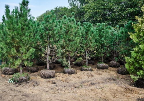 Preserving Geelong's Natural Beauty: Tree Relocation With Crane Rentals