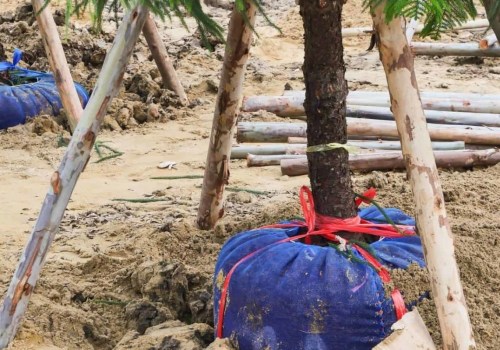 How Long Does it Take for a Tree to Recover from Transplant Shock?