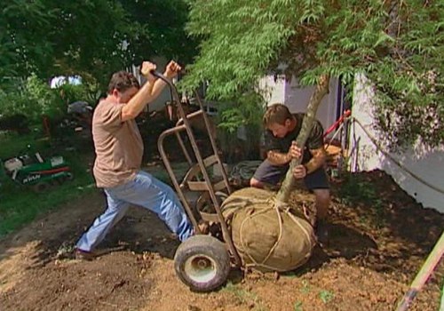 Moving Trees: How to Transplant Mature Trees and Shrubs