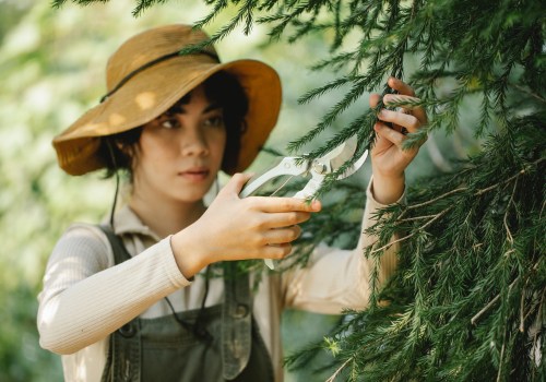 Preserving Scottsdale's Greenery: The Importance Of Tree Care & Tree Relocation
