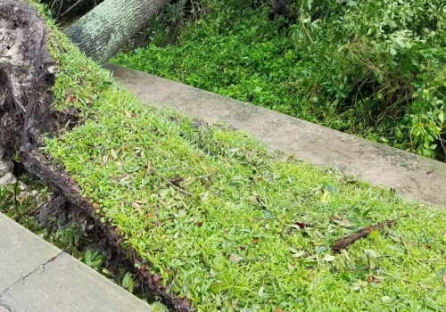 Uprooting and Replanting Trees: A Step-by-Step Guide