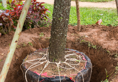 How Much Does It Cost to Relocate a Tree?