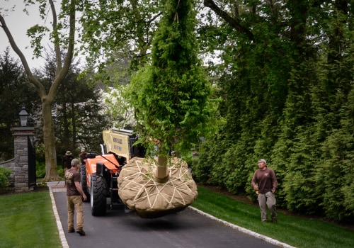 Relocating a Big Tree: Strategies, Patience, and Experience