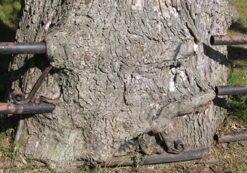 Uprooting and Transplanting Trees: A Step-by-Step Guide