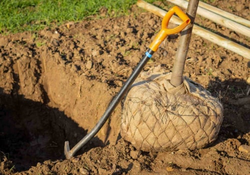 How Much Does it Cost to Relocate a Tree?