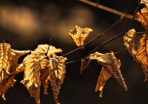 Will a Transplanted Tree Survive?