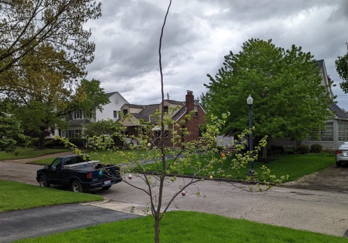 Four Mile Fork Arborists: Your Tree's Best Friend