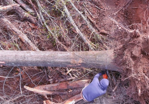 Expert Tree Removal Services In Groveland, MA: Including Tree Relocation Options