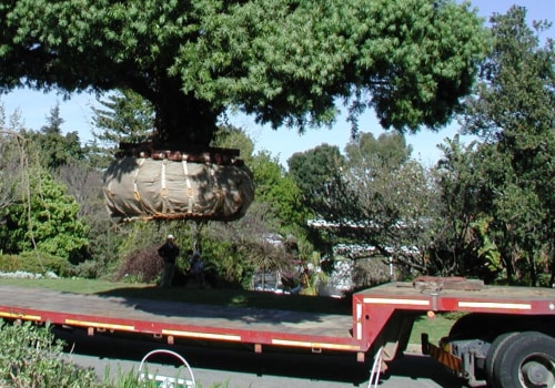 Moving and Replanting Trees: What Size Can Be Moved Safely?