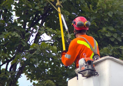 Tree Removal, Tree Trimming, And Tree Relocation In Durham, NC: How A Tree Service Company Can Help