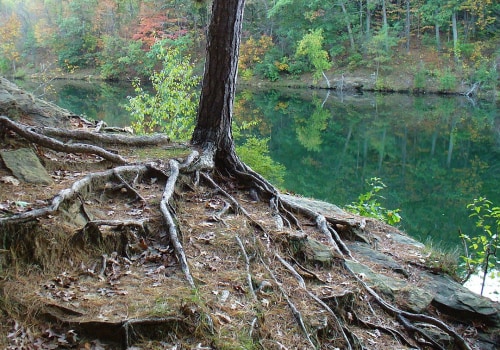 Can a Tree Survive the Movement?